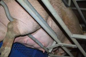 Sow who doesnt fit in farrowing crate - Captured at SA.