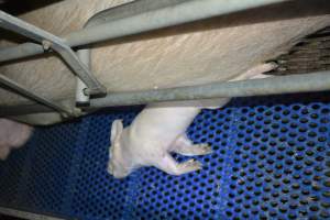 Dead piglet - Captured at SA.