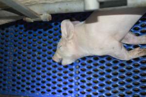 Dead piglet - Captured at SA.