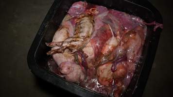 Bin full of dead piglets - Australian pig farming - Captured at Blackwoods Piggery, Trafalgar VIC Australia.