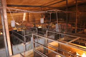 Farrowing crates - Australian pig farming - Captured at Bringelly Bacon Co, Leppington NSW Australia.