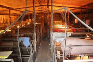 Farrowing crates - Australian pig farming - Captured at Bringelly Bacon Co, Leppington NSW Australia.