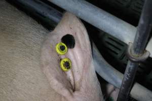 Sow with hole in ear - Australian pig farming - Captured at Lindham Piggery, Wild Horse Plains SA Australia.