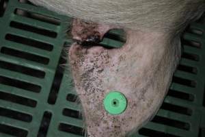 Sow with bloody ear wound - Australian pig farming - Captured at Lindham Piggery, Wild Horse Plains SA Australia.