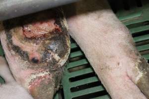 Sow with large leg wound - Australian pig farming - Captured at Lindham Piggery, Wild Horse Plains SA Australia.