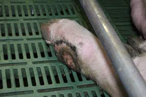 Sow with large leg wound - Australian pig farming - Captured at Lindham Piggery, Wild Horse Plains SA Australia.