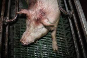 Sow covered in blood - Australian pig farming - Captured at Lindham Piggery, Wild Horse Plains SA Australia.