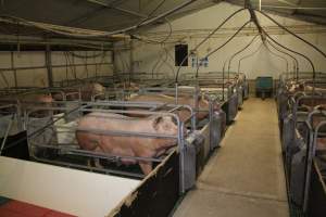 Farrowing crates - Australian pig farming - Captured at Lindham Piggery, Wild Horse Plains SA Australia.