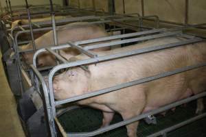 Farrowing crates - Australian pig farming - Captured at Lindham Piggery, Wild Horse Plains SA Australia.
