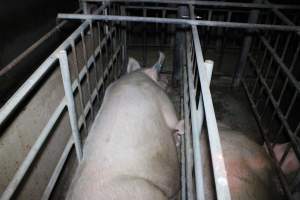 Sow stalls - Australian pig farming - Captured at Lindham Piggery, Wild Horse Plains SA Australia.