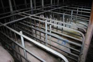 Sow stalls - Australian pig farming - Captured at Lindham Piggery, Wild Horse Plains SA Australia.