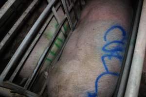 Sow with 'cull' spray-painted on her back - In sow stall - Captured at Lindham Piggery, Wild Horse Plains SA Australia.