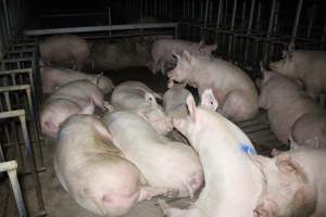 Group sow housing - Australian pig farming - Captured at Lindham Piggery, Wild Horse Plains SA Australia.