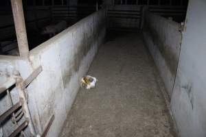 Cat in walkway - Australian pig farming - Captured at Lindham Piggery, Wild Horse Plains SA Australia.