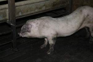 Grower pig with elongated body - Australian pig farming - Captured at Lindham Piggery, Wild Horse Plains SA Australia.