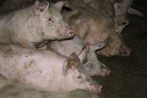 Grower pigs - Australian pig farming - Captured at Lindham Piggery, Wild Horse Plains SA Australia.