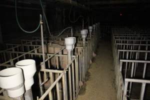 Sow stalls - Australian pig farming - Captured at Poltalloch Piggery, Poltalloch SA Australia.