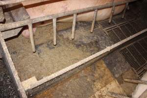 Farrowing crate floor covered in excrement - Australian pig farming - Captured at Wondaphil Pork Company, Tragowel VIC Australia.