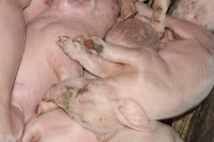 Piglet with grazed leg - Australian pig farming - Captured at Wondaphil Pork Company, Tragowel VIC Australia.