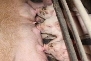 Piglets suckling - Australian pig farming - Captured at Wondaphil Pork Company, Tragowel VIC Australia.