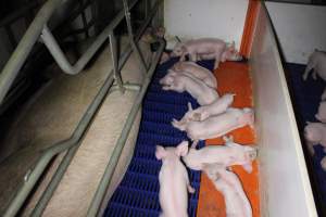 Farrowing crates - Australian pig farming - Captured at Wondaphil Pork Company, Tragowel VIC Australia.
