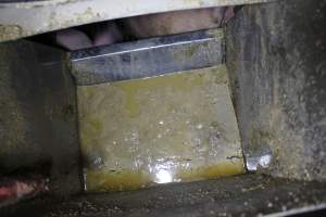 Feed tray full of sludge - Australian pig farming - Captured at Wondaphil Pork Company, Tragowel VIC Australia.