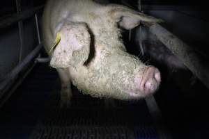 Farrowing crates - Australian pig farming - Captured at Wondaphil Pork Company, Tragowel VIC Australia.