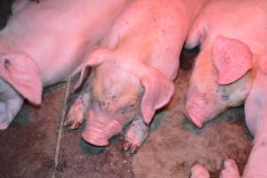 Piglet in farrowing crates - Captured at Ludale Piggery, Reeves Plains SA Australia.