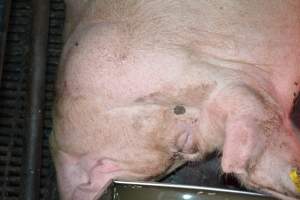 Sow in farrowing crates - Captured at Ludale Piggery, Reeves Plains SA Australia.