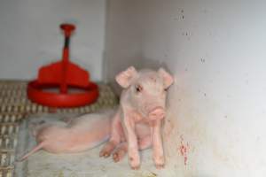 Piglet in farrowing crate - Captured at Saltlake pork, Lochiel SA Australia.