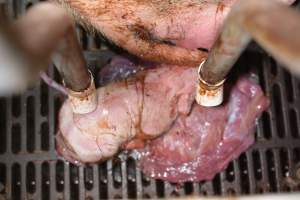 Still born piglet in farrowing crate - Captured at Saltlake pork, Lochiel SA Australia.