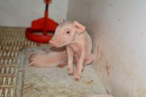 Piglet in farrow crate - Captured at Saltlake pork, Lochiel SA Australia.