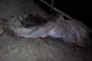 Piglet corpse - Captured at Korunye Park Piggery, Korunye SA Australia.