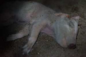 Dead piglet - Captured at Korunye Park Piggery, Korunye SA Australia.