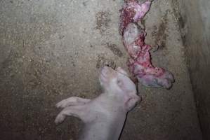 Dead piglets in walkway - Captured at Korunye Park Piggery, Korunye SA Australia.