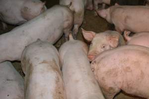 Grower pigs in group housing - Captured at SA.