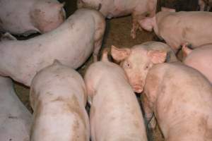 Grower pigs - Captured at SA.