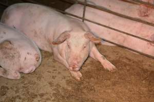 Grower pigs in group housing - Captured at SA.