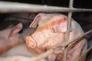 Grower pigs - Captured at SA.