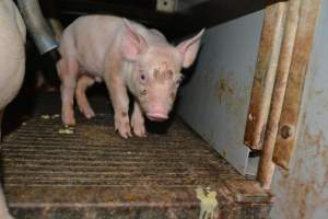 Piglets in farrowing crate - Captured at Saltlake pork, Lochiel SA Australia.