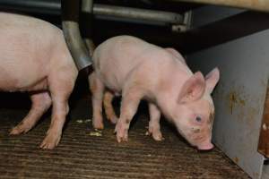 Piglets in farrowing crate - Captured at Saltlake pork, Lochiel SA Australia.