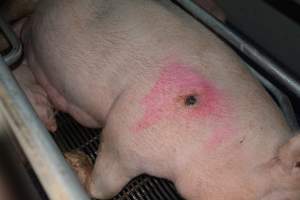 Pressure sore on sow - Captured at Saltlake pork, Lochiel SA Australia.