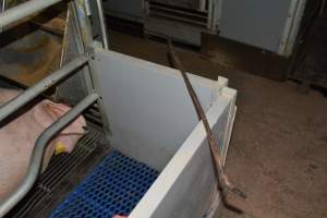 Tool in pig farm - Captured at Saltlake pork, Lochiel SA Australia.