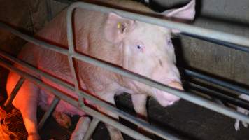 Sow in farrowing crate - Captured at Saltlake pork, Lochiel SA Australia.