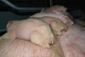 Sick pigs sleeping on mother - Captured at Saltlake pork, Lochiel SA Australia.