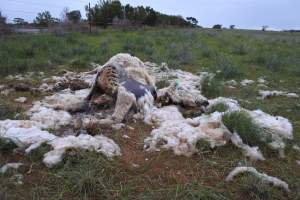 Dead ewe in paddock - Captured at SA.