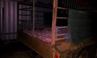 Bred Free Range Pig Farm - Bred Free Range Pig Farm (sold as Otway Pork, RSPCA Approved)
Piglets kept in trailer overnight - Captured at VIC.