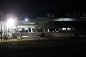 Holding pens - Big River Pork slaughterhouse at night - Captured at Big River Pork Abattoir, Brinkley SA Australia.