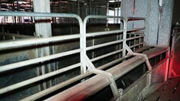 Race leading to gas chamber for pigs - Butina Combi 44 carbon dioxide gas chamber for 'controlled atmosphere killing' of pigs - Captured at Diamond Valley Pork, Laverton North VIC Australia.