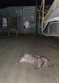 Dead pig on ground next to unloading ramp outside - CA Sinclair slaughterhouse at Benalla VIC - Captured at Benalla Abattoir, Benalla VIC Australia.